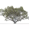 Tall Spreading Tree With Lush Green Leaves Thick Trunk And Small Person Nearby
