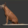 Adorable Orange Dog With Pointed Ears Sitting On White Oval Platform With Gray Background