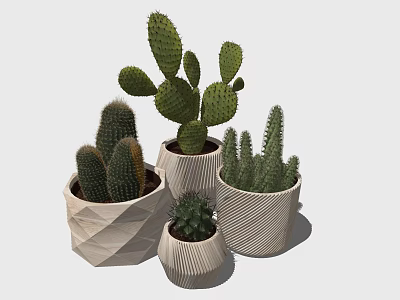 Various Cactus Plants in Textured Decorative Planters for Indoor Home Decor 3d model