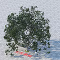 Red Sandalwood Arbor With Dense Green Leaves And Strong Trunk On Paved Ground