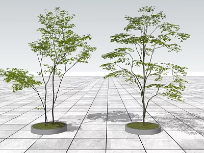 Two Trees in Circular Planters on Grid Patterned Ground With Lush Green Leaves 3d model