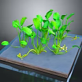 Green Plants With Broad Leaves And Yellow Flowers Growing On Blue Platform