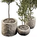 Bonsai Potted Plants With Evergreen Foliage In Stone Pots Of Various Heights For Indoor Decor
