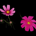 Pink Cosmos Flowers With Feathery Leaves Stems And Buds On Black Background