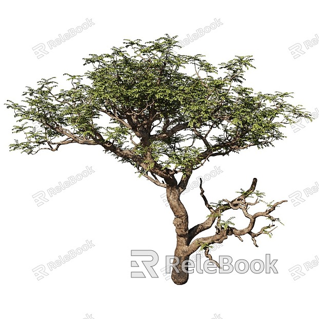 tree landscape tree shrub plant model