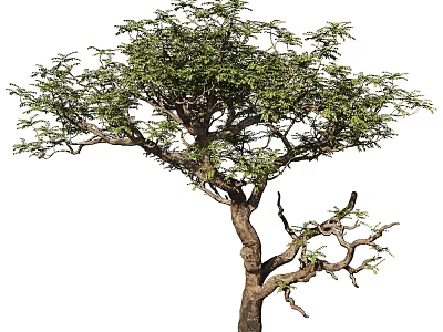 Tall Tree With Lush Green Foliage And Strong Branched Trunk Structure 3d model