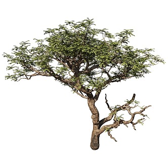 tree landscape tree shrub plant 3d model