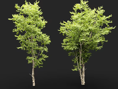 Two Green Leafy Arbor Trees With Slender Trunks On Dark Background 3d model