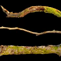 Natural Stone Wood Branches With Green Moss For Decorative Purposes