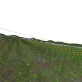 Gorgeous Sunset View Of Neatly Arranged Lush Crops Farm Field In Serene Open Countryside