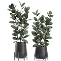 Multiple Elegant Potted Bonsai Plants With Lush Green Leaves In Black Pots