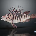 Black And White Striped Aquatic Fish With Spiky Dorsal Fin And Red Tail Fin