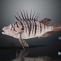 Modern Fish Moon Fish 3d model