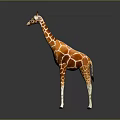 Giraffe Standing Tall With Long Neck And Spotted Coat In Upright Posture