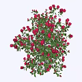 Vibrant Red Roses With Lush Green Leaves Blooming In Natural Arrangement