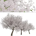 Modern Landscape Trees Poplar Maple Pine Trees Big Trees Tropical Trees 3d model