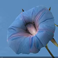 Beautiful Blue Morning Glory Flower With Buds Against Blue Sky Background
