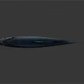 Silver Shiny Fish On Dark Background With Reflection And Marine Features