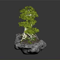 Small Green Bonsai Plant With Tree Like Foliage Growing On Gray Stone Base