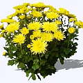 Bright Yellow Chrysanthemum Bouquet With Fresh Green Leaves And Vibrant Petals