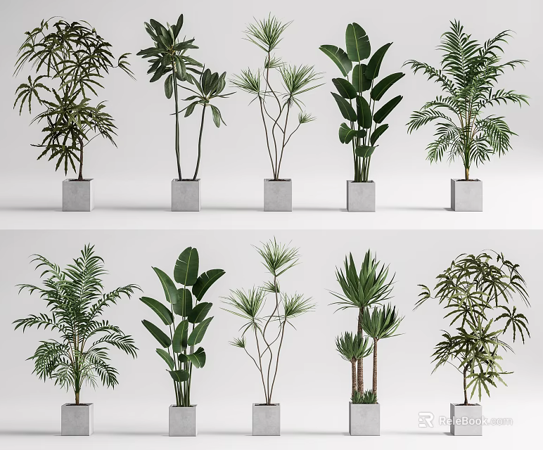 Various Bonsai Potted Plants With Different Leaf Shapes In White Pots 3d model 