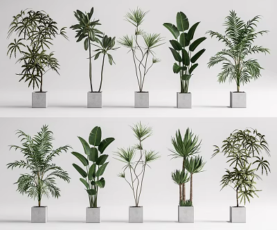 Various Bonsai Potted Plants With Different Leaf Shapes In White Pots 3d model