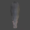 Realistic Hippopotamus 3D Model With Grey Skin And Standing Pose