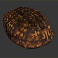 Detailed Reptile Turtle Shell Displaying Brown And Orange Patterned Textured Surface 3d model