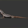 Exotic Lizard With Unique Patterned Scales And Long Tail On Smooth Surface 3d model