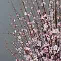 Blue and White Porcelain Vase with Pink Flowering Branches on Wooden Table against Gray Wall