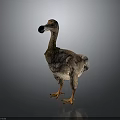 Dodo Bird With Brown Feathers Yellow Feet Black Beak Plump Body And Short Wings