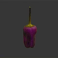 Fresh Purple Chili Pepper with Vibrant Color Isolated on Dark Background