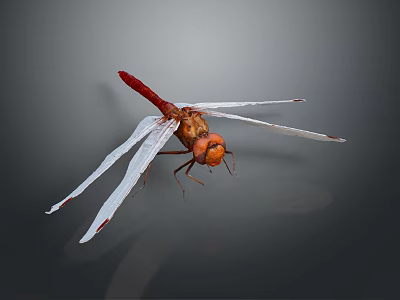 Close Up View Of Red Dragonfly With Transparent Wings And Orange Eyes 3d model