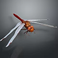 Close Up View Of Red Dragonfly With Transparent Wings And Orange Eyes