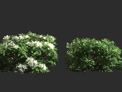 Bushy Shrubs With White Flowers And Green Foliage For Garden Landscaping 3d model