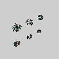 Multiple Potted Flowering Plants With Green Leaves And Pink Blooms Display Arrangement
