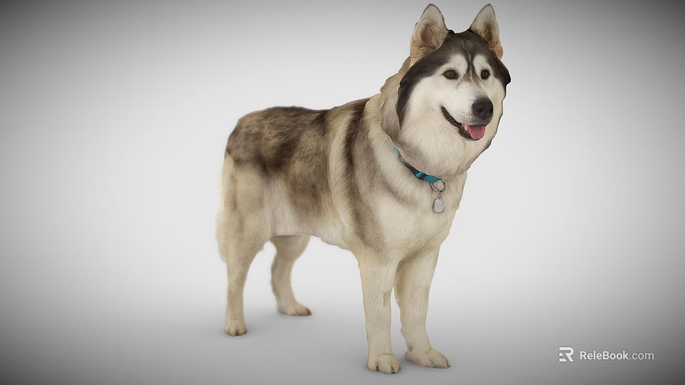 Smiling Gray White Fur Dog With Blue Collar Tag Standing On Gray Background 3d model 