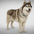Smiling Gray White Fur Dog With Blue Collar Tag Standing On Gray Background
