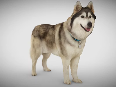 Smiling Gray White Fur Dog With Blue Collar Tag Standing On Gray Background 3d model