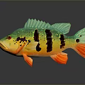 Colorful Aquatic Fish With Green Body Black Stripes Red Fins Eyes On Gray Background Reflection