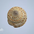 Intricate Natural Seashell With Spiral Pattern And Brown White Stripes