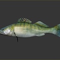 Fish Freshwater Fish Sea Fish Animal Game Animal Cartoon Animal Realistic Animal 3d model