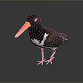 Black Headed Shorebird with Orange Beak White Belly and Pink Legs Standing on Dark Surface