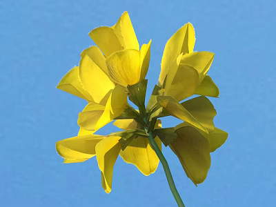 Vibrant Yellow Flower Blooming with Fresh Petals Against Clear Blue Background 3d model