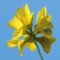 Vibrant Yellow Flower Blooming with Fresh Petals Against Clear Blue Background