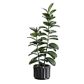 Various Types Of Indoor Potted Green Plants In Different Decorative Pots For Home Decor