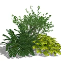 Lush Green Shrubs With Diverse Leaf Shapes For Outdoor Garden Landscaping