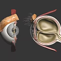 modern eye structure human eye structure eyeball 3d model