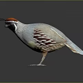 Colorful Bird With Orange Crown Gray Body And Red Markings In Standing Pose