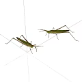 Two Green Grasshoppers With Long Legs And Green Wings On White Background